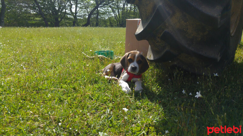 Beagle, Köpek  çiko fotoğrafı