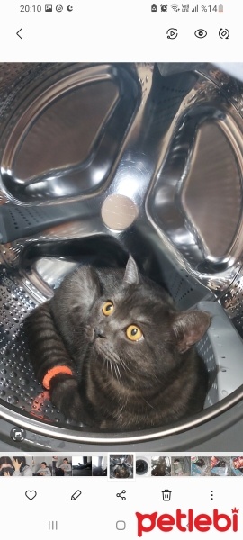 British Shorthair, Kedi  Duman fotoğrafı