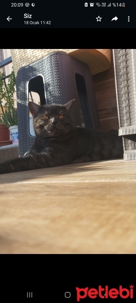 British Shorthair, Kedi  Duman fotoğrafı