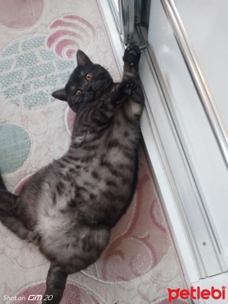 British Shorthair, Kedi  Duman fotoğrafı