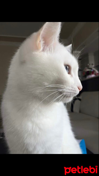 Van Kedisi, Kedi  Yosun fotoğrafı