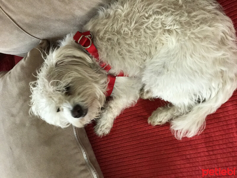 Maltese, Köpek  Lucky fotoğrafı