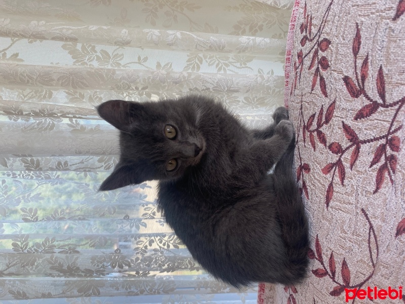 British Longhair, Kedi  Duman fotoğrafı
