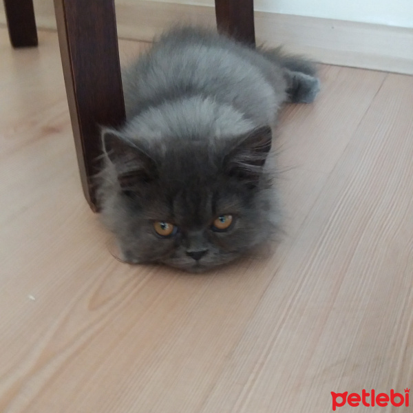 İran Kedisi (Persian), Kedi  Duman fotoğrafı