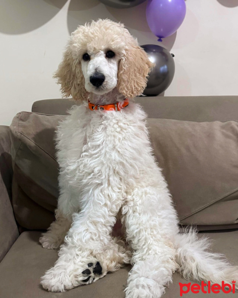 Poodle(Standart Kaniş), Köpek  Cheri fotoğrafı