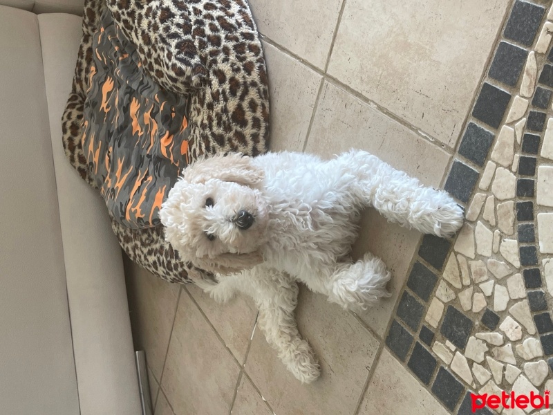 Poodle(Standart Kaniş), Köpek  Cheri fotoğrafı