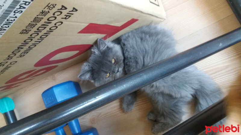 İran Kedisi (Persian), Kedi  Duman fotoğrafı