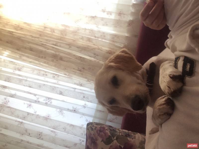 Golden Retriever, Köpek  Pamuk fotoğrafı