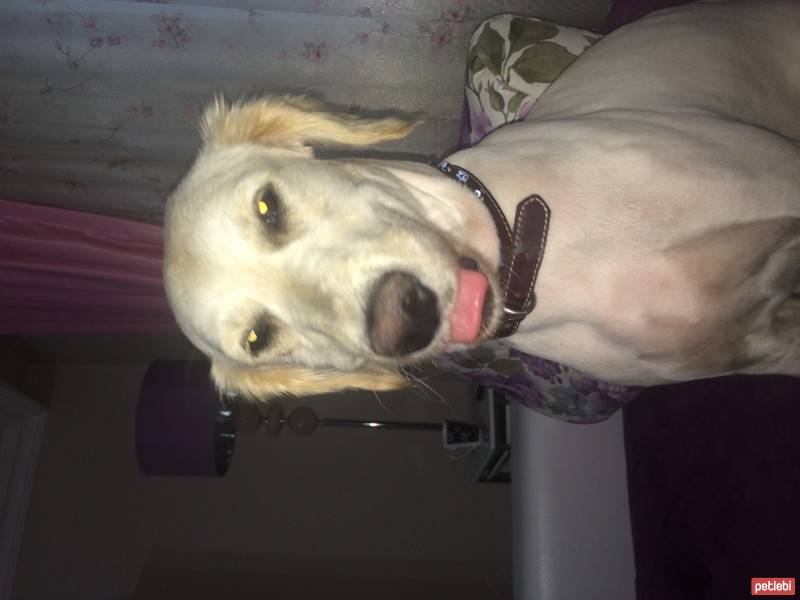 Golden Retriever, Köpek  Pamuk fotoğrafı