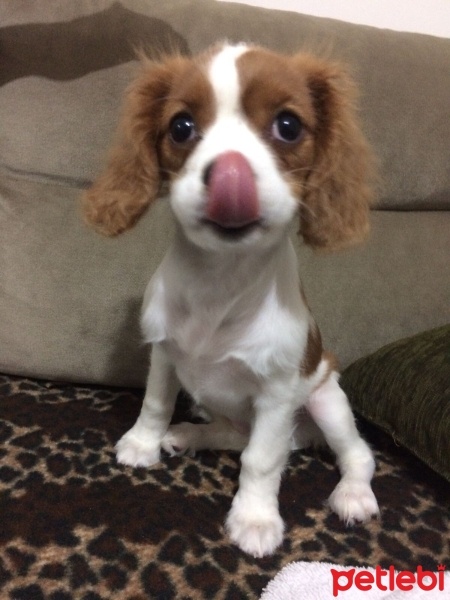 Cavalier King Charles Spanieli, Köpek  Mişa fotoğrafı