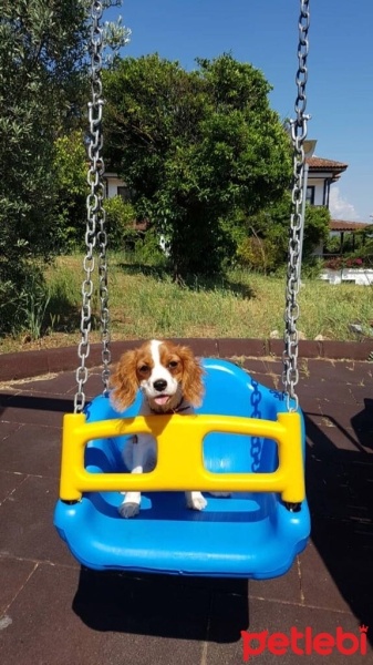 Cavalier King Charles Spanieli, Köpek  Mişa fotoğrafı