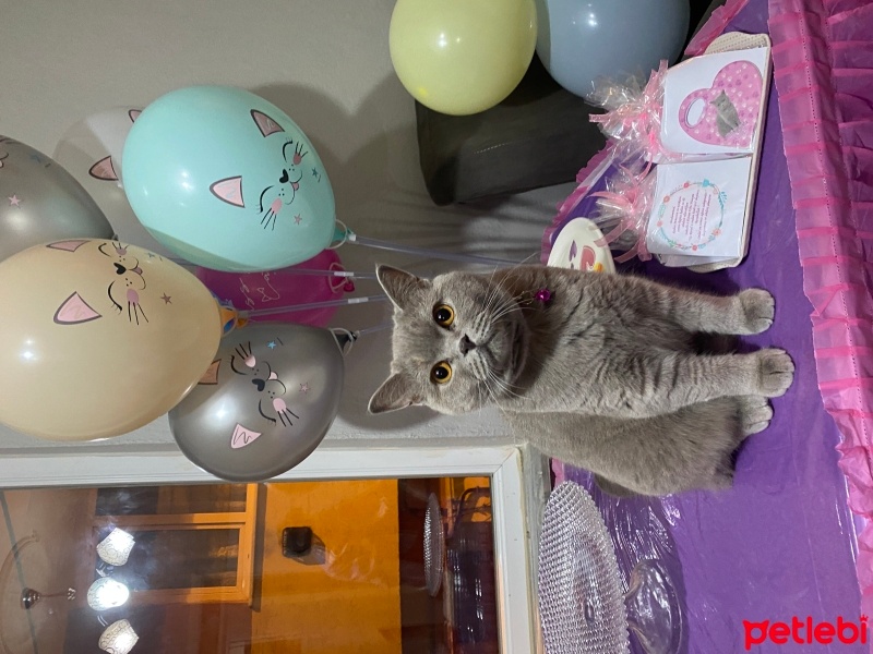 British Shorthair, Kedi  Süslü fotoğrafı