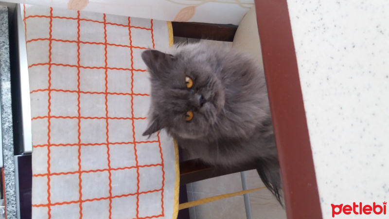 İran Kedisi (Persian), Kedi  Duman fotoğrafı