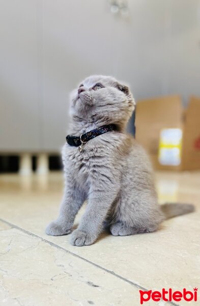 Scottish Fold, Kedi  Tarçın fotoğrafı