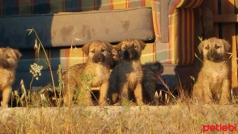 Kangal, Köpek  Bebekler fotoğrafı