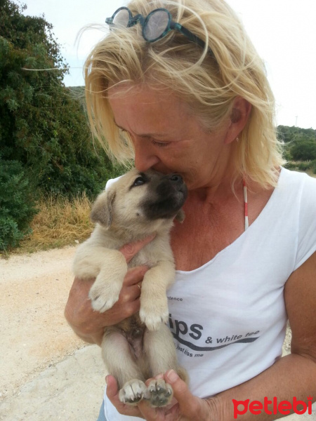Kangal, Köpek  Bebekler fotoğrafı