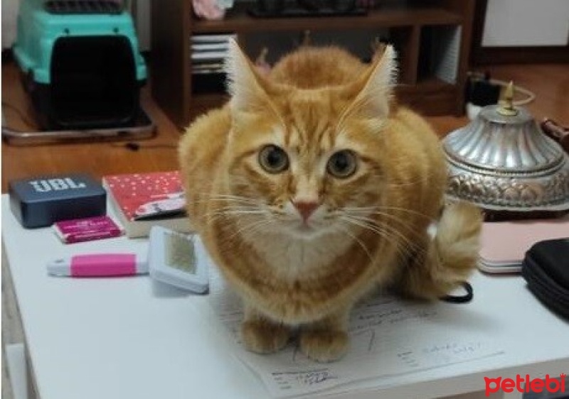 Sarman, Kedi  Bal fotoğrafı