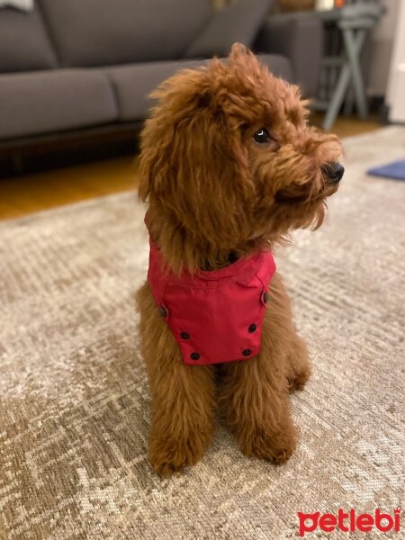 Poodle(Standart Kaniş), Köpek  PABLO fotoğrafı