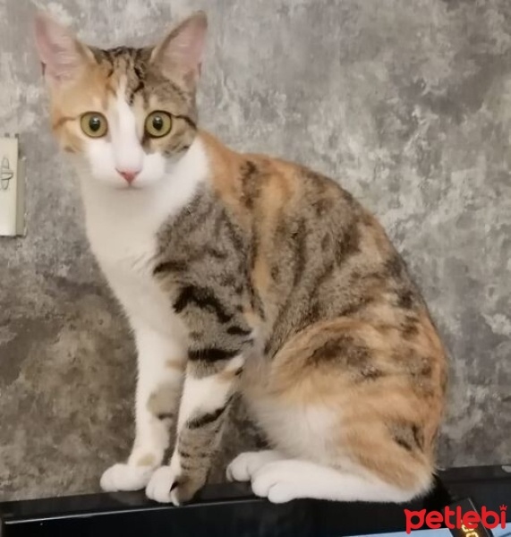 Tekir Kedi, Kedi  Çitlembik fotoğrafı