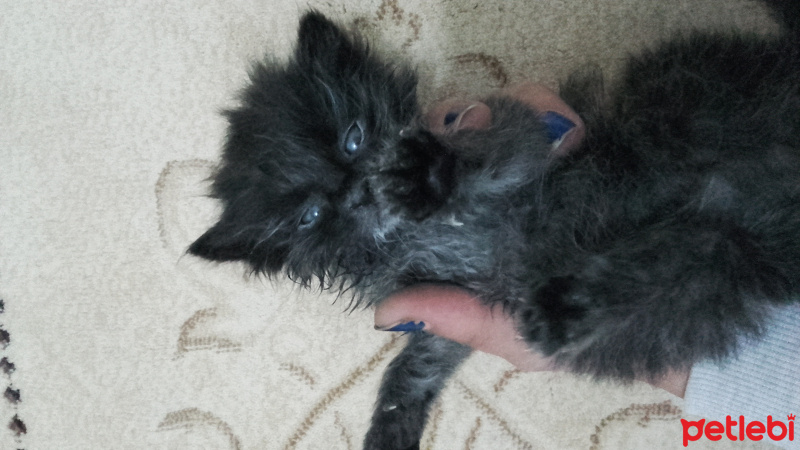 Bombay, Kedi  zeytin fotoğrafı