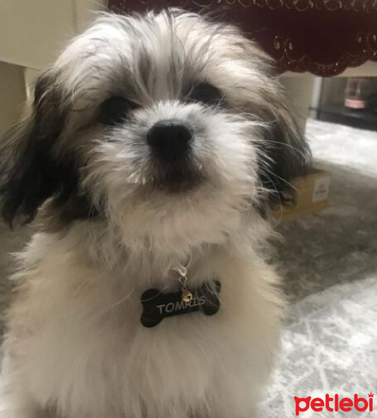 Shih Tzu, Köpek  Tomris fotoğrafı
