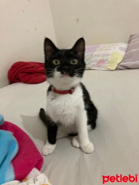 Tuxedo (Smokin) Kedi, Kedi  Sufle fotoğrafı