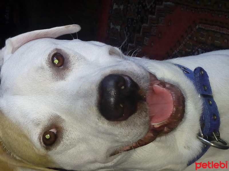 Dogo Arjantin, Köpek  Ares fotoğrafı