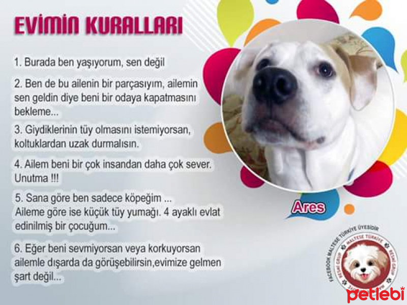 Dogo Arjantin, Köpek  Ares fotoğrafı