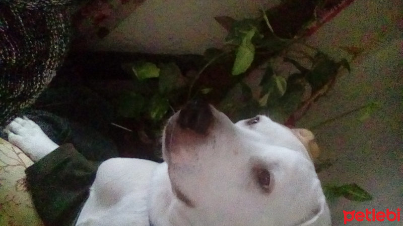 Dogo Arjantin, Köpek  Ares fotoğrafı