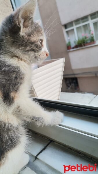 Tekir Kedi, Kedi  Venüs fotoğrafı