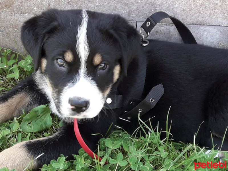 Rottweiler, Köpek  Paşa  fotoğrafı