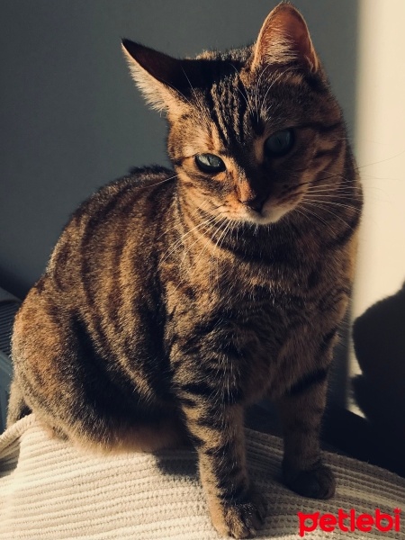 Tekir Kedi, Kedi  Kontes fotoğrafı