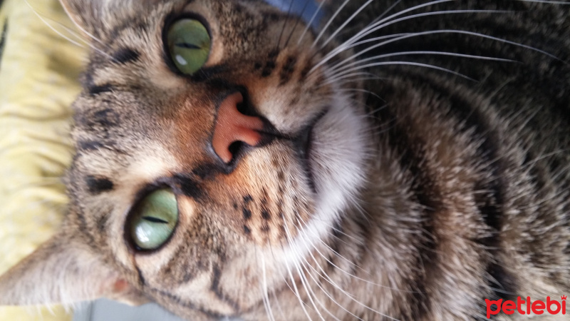 Tekir Kedi, Kedi  Sisi fotoğrafı