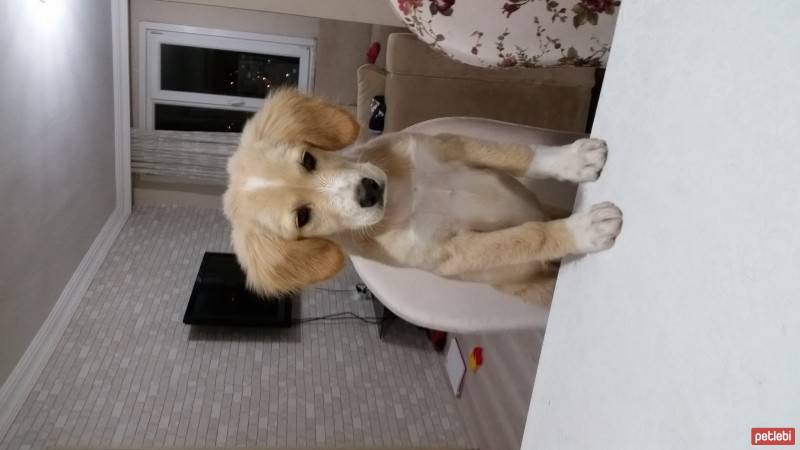 Golden Retriever, Köpek  Biber fotoğrafı