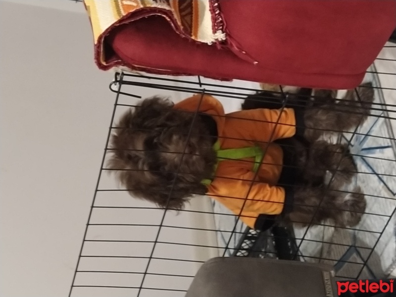 Poodle(Standart Kaniş), Köpek  Koko fotoğrafı