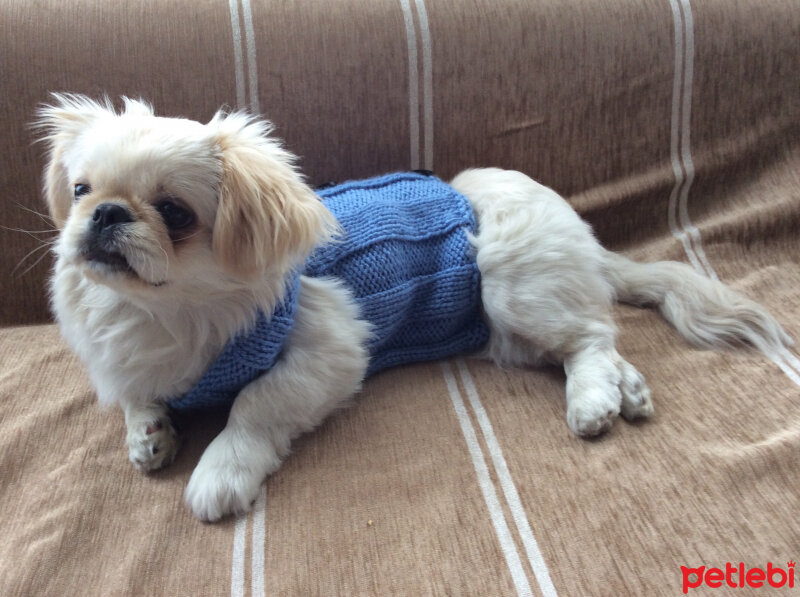 Pekingese, Köpek  Bomb fotoğrafı