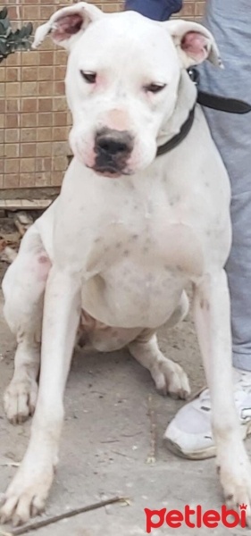 Dogo Arjantin, Köpek  Reyna fotoğrafı