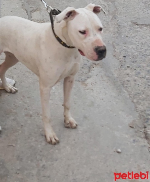 Dogo Arjantin, Köpek  Reyna fotoğrafı