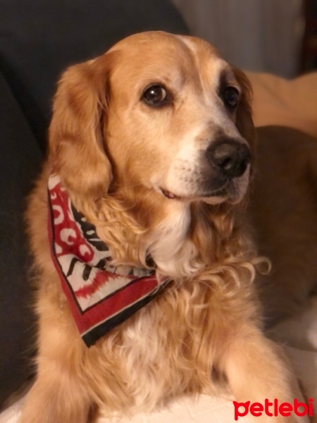 Golden Retriever, Köpek  Ares fotoğrafı
