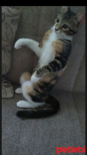 Tekir Kedi, Kedi  Alya fotoğrafı