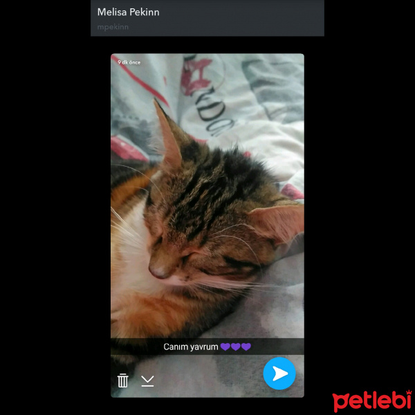 Tekir Kedi, Kedi  Alya fotoğrafı