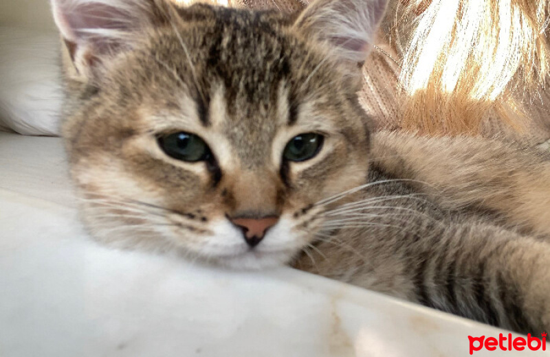 British Shorthair, Kedi  Paşa fotoğrafı