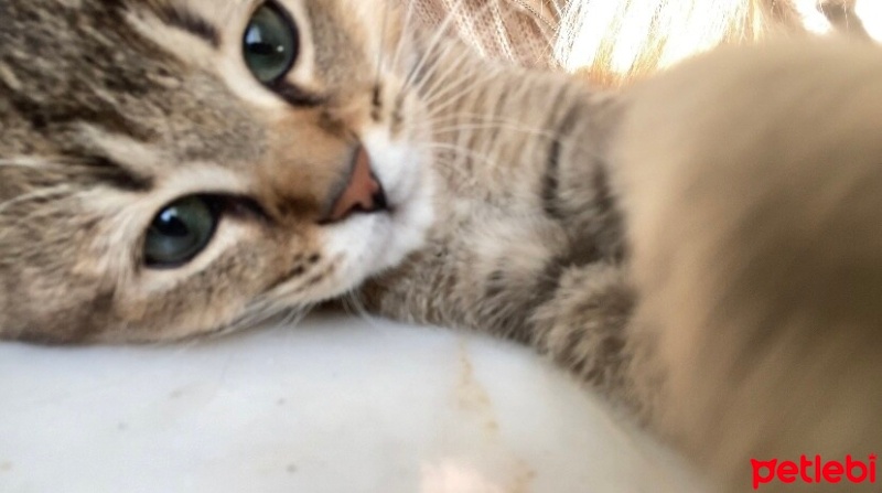 British Shorthair, Kedi  Paşa fotoğrafı