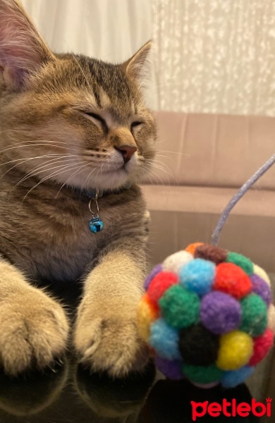 British Shorthair, Kedi  Paşa fotoğrafı