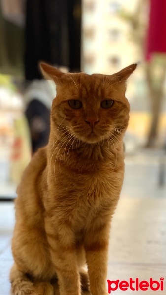 Sarman, Kedi  Simbat fotoğrafı