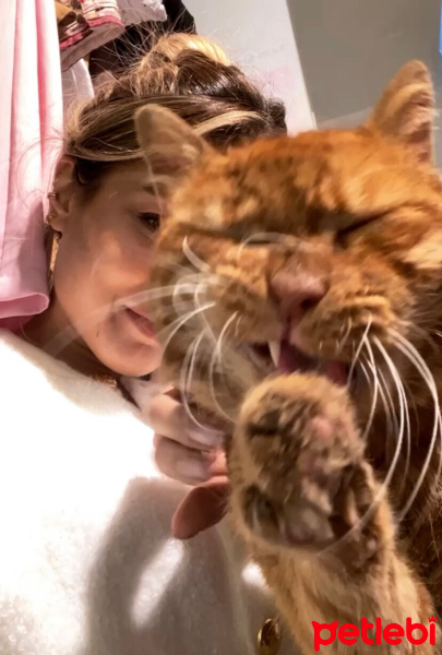 Sarman, Kedi  Simbat fotoğrafı