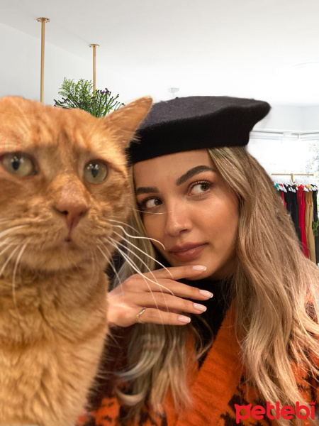 Sarman, Kedi  Simbat fotoğrafı