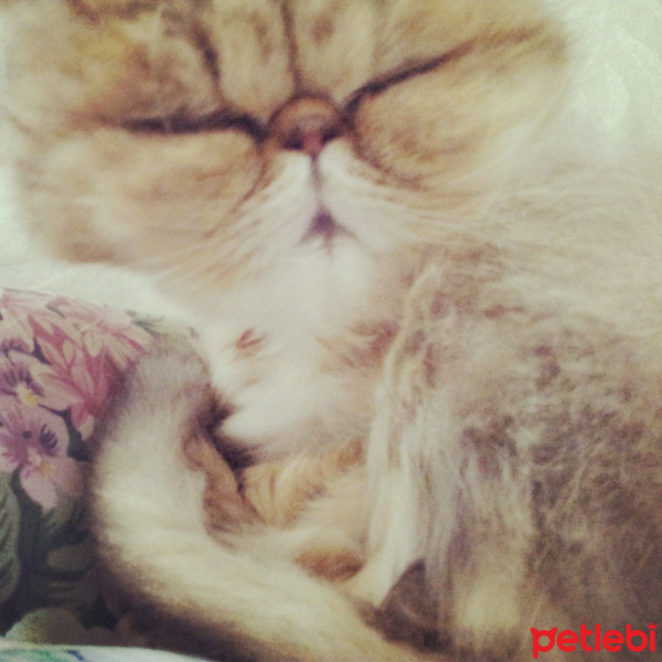 İran Kedisi (Persian), Kedi  MİA fotoğrafı