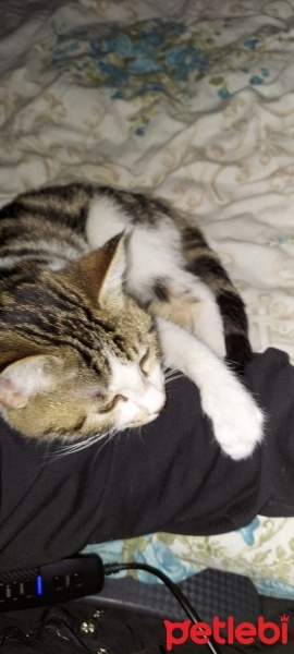 Tekir Kedi, Kedi  Boncuk fotoğrafı