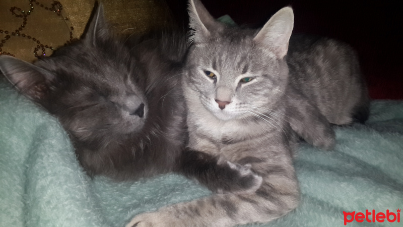 Nebelung, Kedi  gölge fotoğrafı